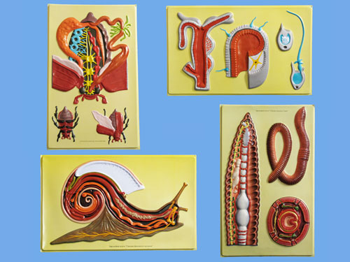 internal earthworm anatomy. the internal structure of internal earthworm anatomy. internal earthworm anatomy. the internal structure of
