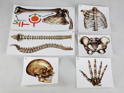 Human Bones manufacturers, Human Bones exporters, Human Bones suppliers