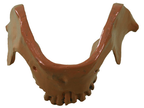 Anatomical Models, Anatomy Charts, Human Anatomy Model Manufacturer