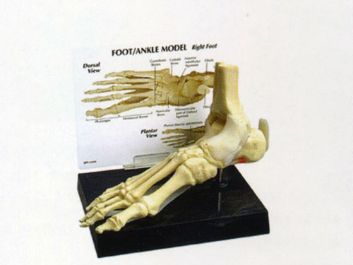 bones of foot. Product Name: Foot Bone Model