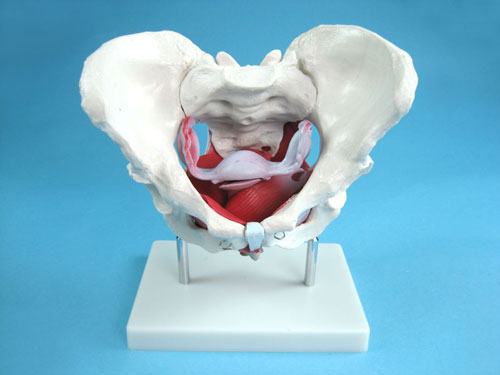 Female Pelvic Bones with Internal Structure Model manufacturers, Female