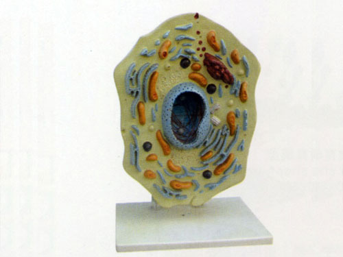 Detailed Product Description: Animal Cell Submicroscopic Structure Model Detailed Product Description: Animal Cell Submicroscopic Structure Model