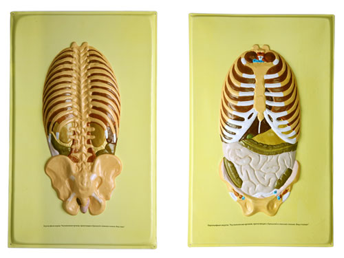 http://www.eduys.com/photo/7066649b3bb41e072588755ad5a4ce1e/Human-Ribcage-Bas-Relief-Model.jpg