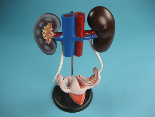Anatomical Models, Anatomy Charts, Human Anatomy Model Manufacturer ... Biology Diagrams