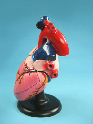 human heart labeled. Enlarged Human Heart Model