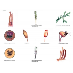 The Reproduction of Moss Magnetic Demonstration Cards