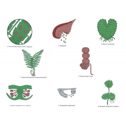 The Reproduction of Ferns Magnetic Demonstration Cards