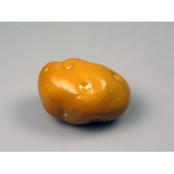 Potato Model