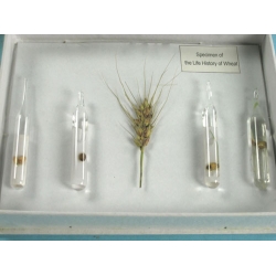 The Life Cycle of Wheat Herbarium