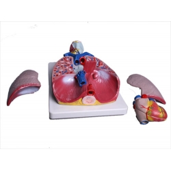 Model of the Lungs and Throat