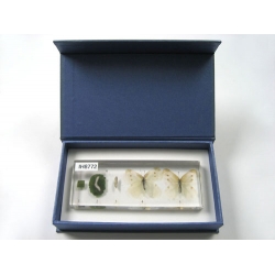 Resin Educational Specimen“The Life Cycle of a White Cabbage Butterfly Collection”