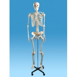 Human Skeleton Model