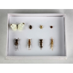 Harmful Field Insects Collection