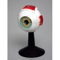 Human Eye Structure Model