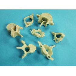 Vertebrae Bone Model Set