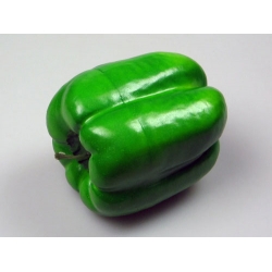 Green Bell Pepper Model