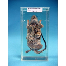 Immersed Rat Dissection