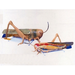 Locust Dissection Model