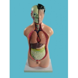 Human Torso Structure Model