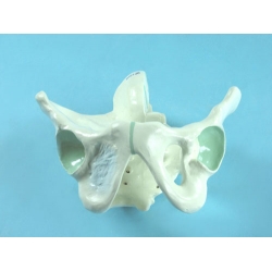 Male Pelvic Bones Model