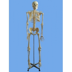 Human Skeleton Model