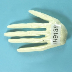 Student Model of the Human Hand