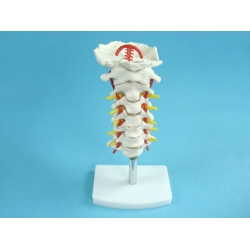 Model of the Upper Spine to the Occipital Bone