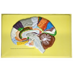 Human Brain Lobes, Bas Relief Model (C)