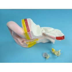 Human Ear Microtia Structure Model