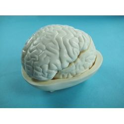 Human Brain Model