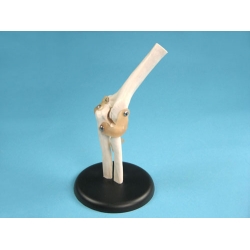 Elbow Joint Model