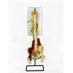 Universal Elastic Model of Vertebrarium