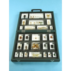 Resin Educational Specimen“Collection of Various Zoological Representations 3”