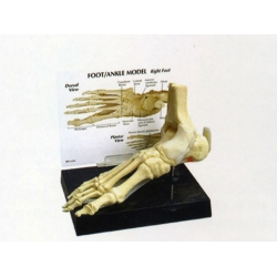 Foot Bone Model