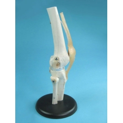 Knee Joint Model with Tendons