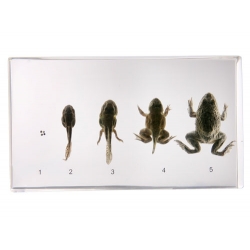 Resin Educational Specimen“Frog Development”