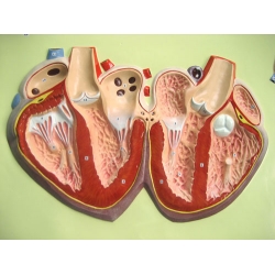 Heart Structure manufacturers, Heart Structure exporters, Heart