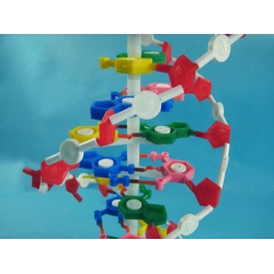 Human DNA Model