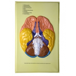 Human Brain Lobes, Bas Relief Model (A)