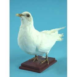 Pigeon Specimen