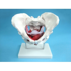 Female Pelvic Bones with Internal Structure Model