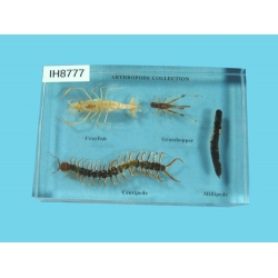 Resin Educational Specimen“Arthropod Representation Collection”