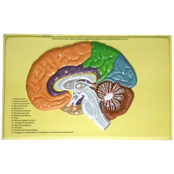 Human Brain Lobes, Bas Relief Model (B)