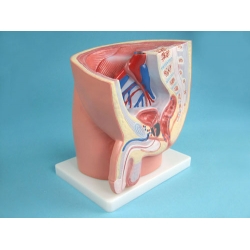 Structure Model of the Male Urogenital Organs