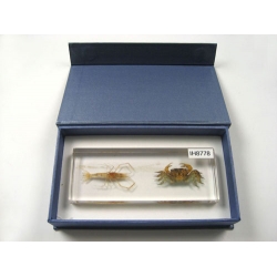 Resin Educational Specimen“Crustacean Representation Collection”