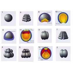 Chordate Reproduction & Development, Magnetic Demonstration Models