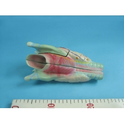 Larynx Model