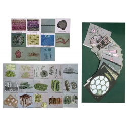 Animal & Plant Cells, Magnetic Demonstration Cards