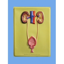Human Urinary System Bas Relief Model