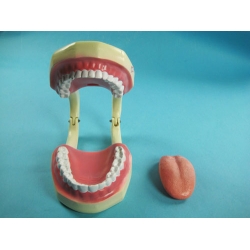 Tooth Hygiene Demonstration Model